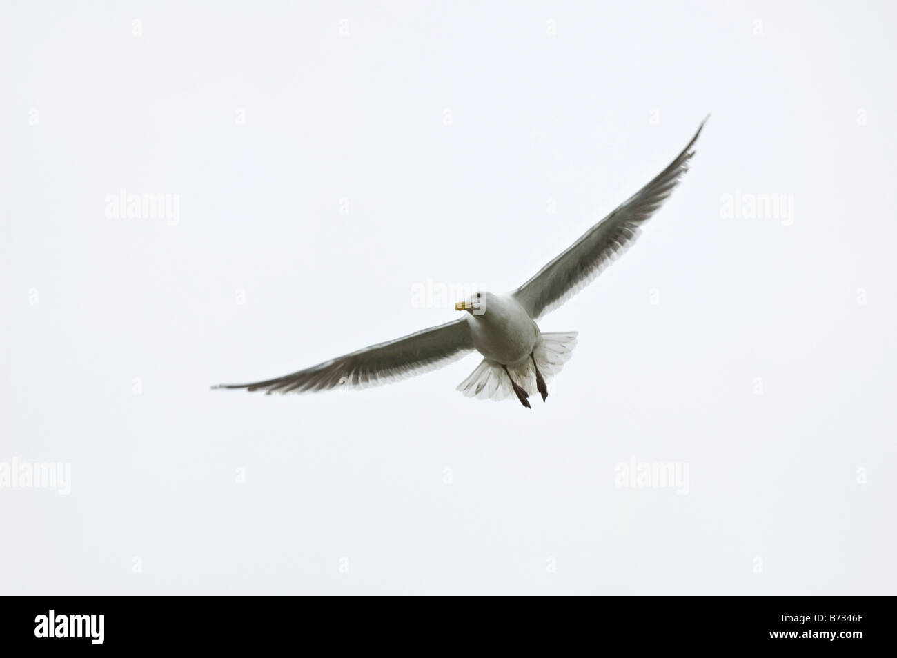 A white seagull gliding on a foggy day. Stock Photo