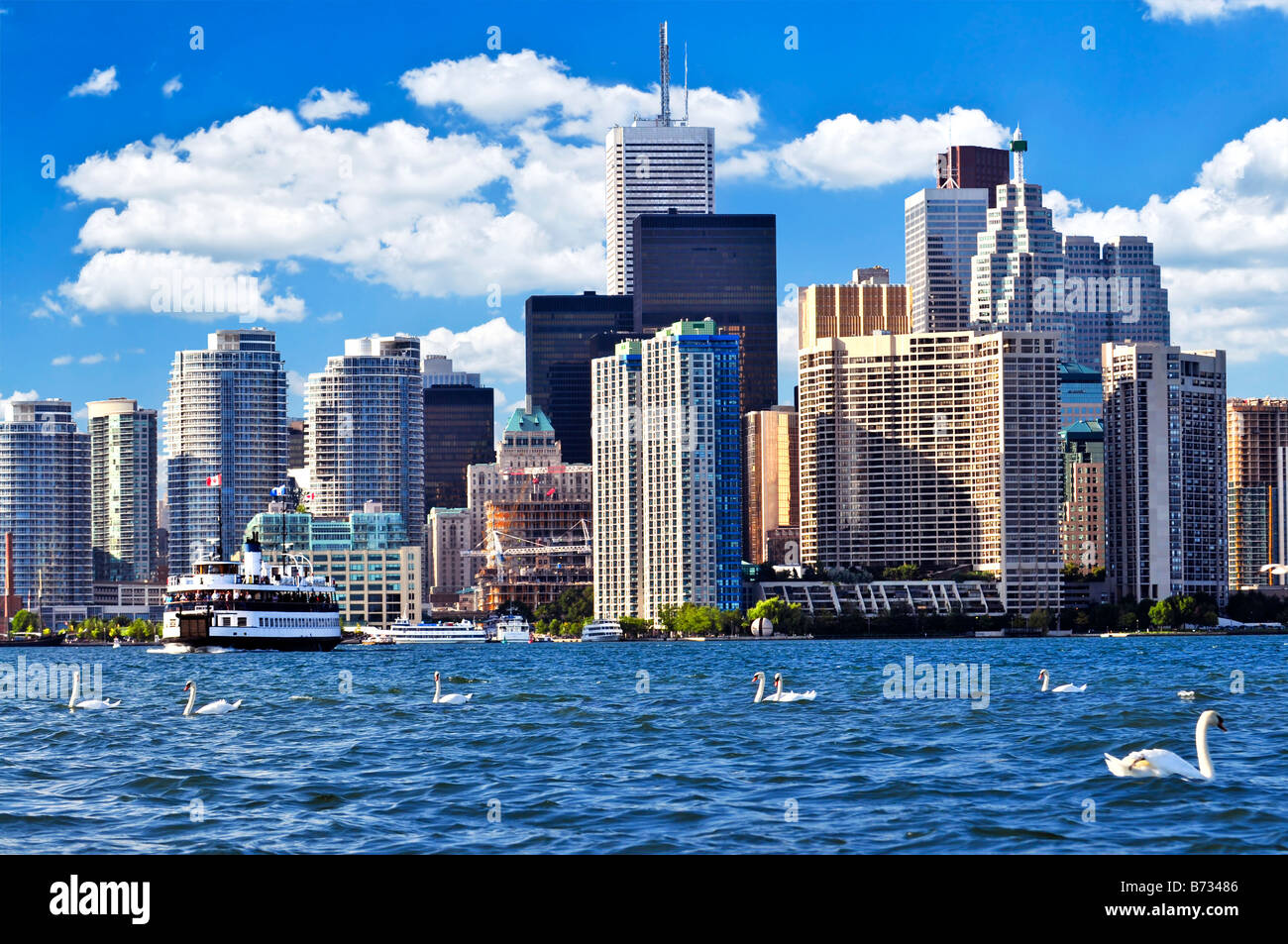 Toronto waterfront with white swans in the harbour Stock Photo