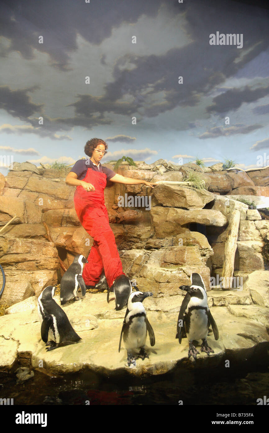 Monterrey Aquarium caretaker with a group of penguins Stock Photo Alamy