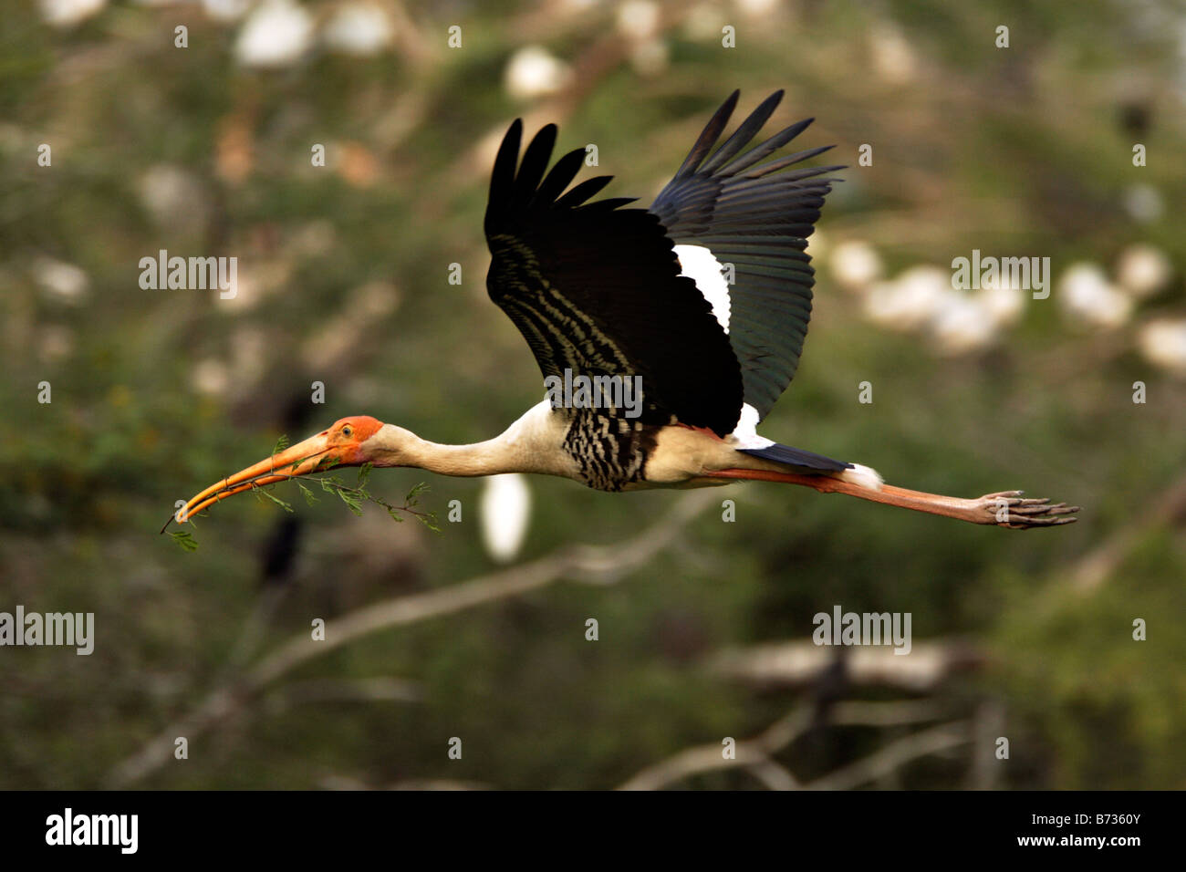 Painted Stork Mycteria leucocephala in flight with twigs for nest building in its beak in the heronry at Bharatpur bird snactuar Stock Photo