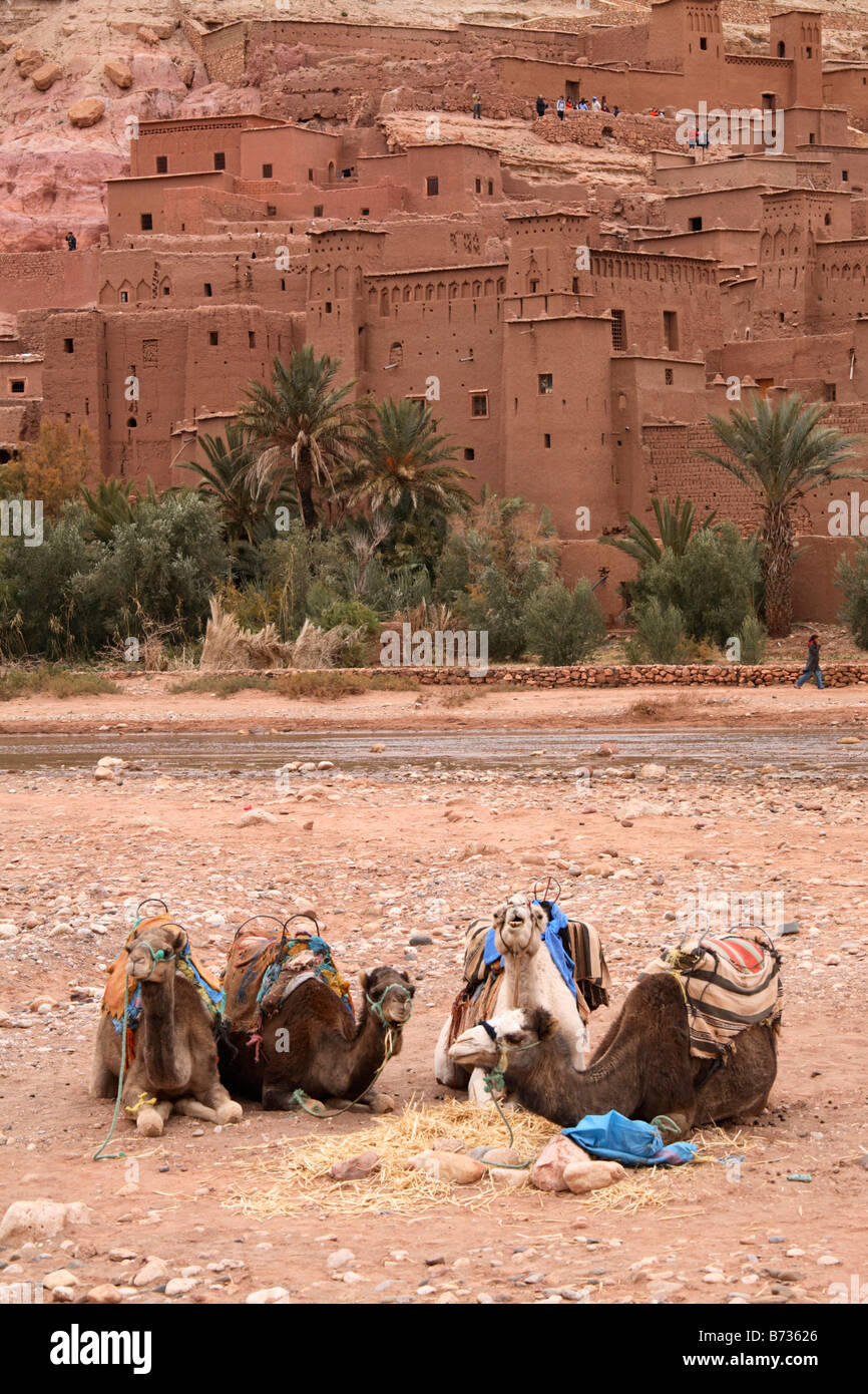 Camels in front of Kasbah Ait Benhaddou, Ouarzazate, Morocco Stock Photo