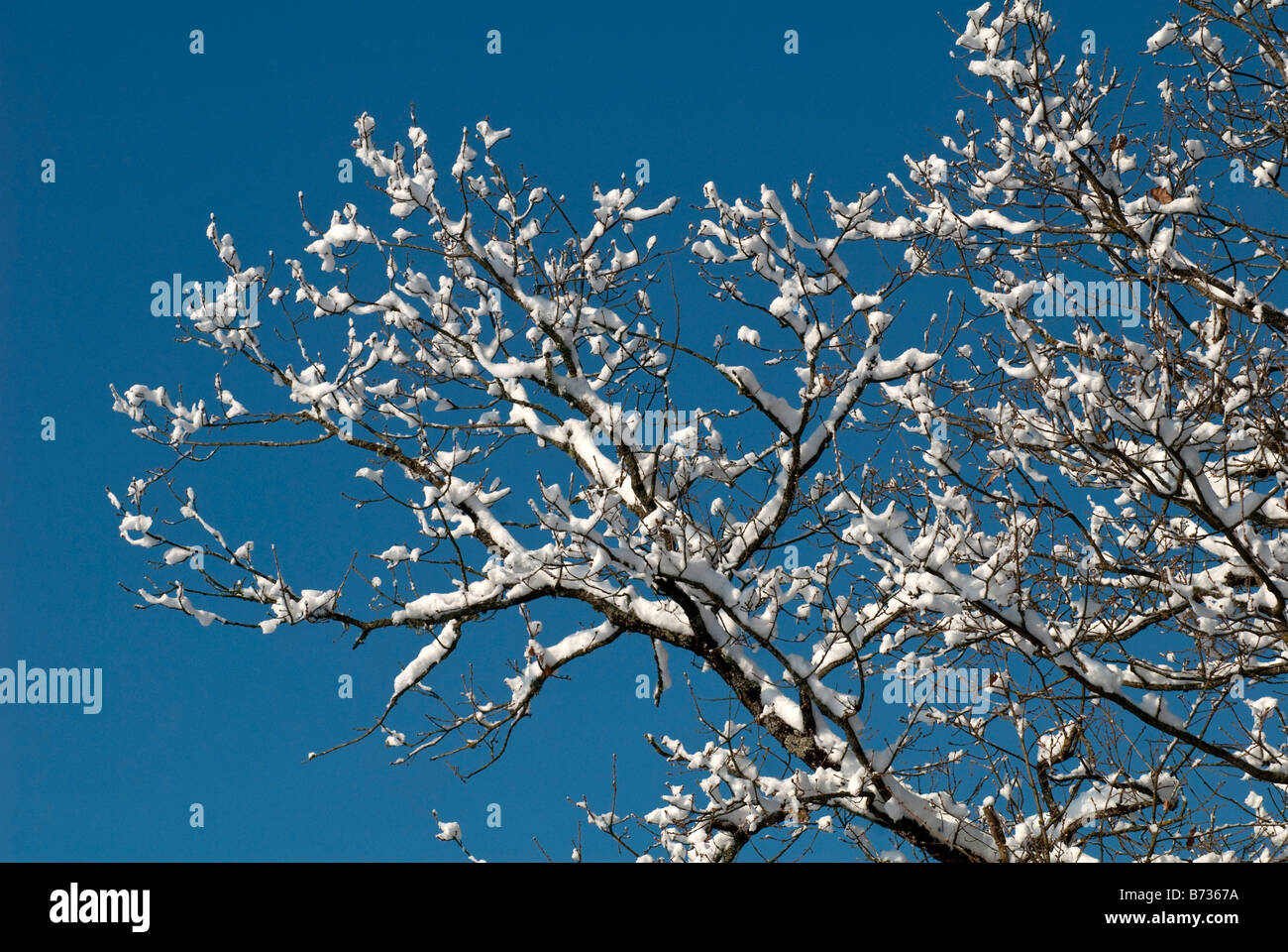 Oak tree branches covered hi-res stock photography and images - Alamy