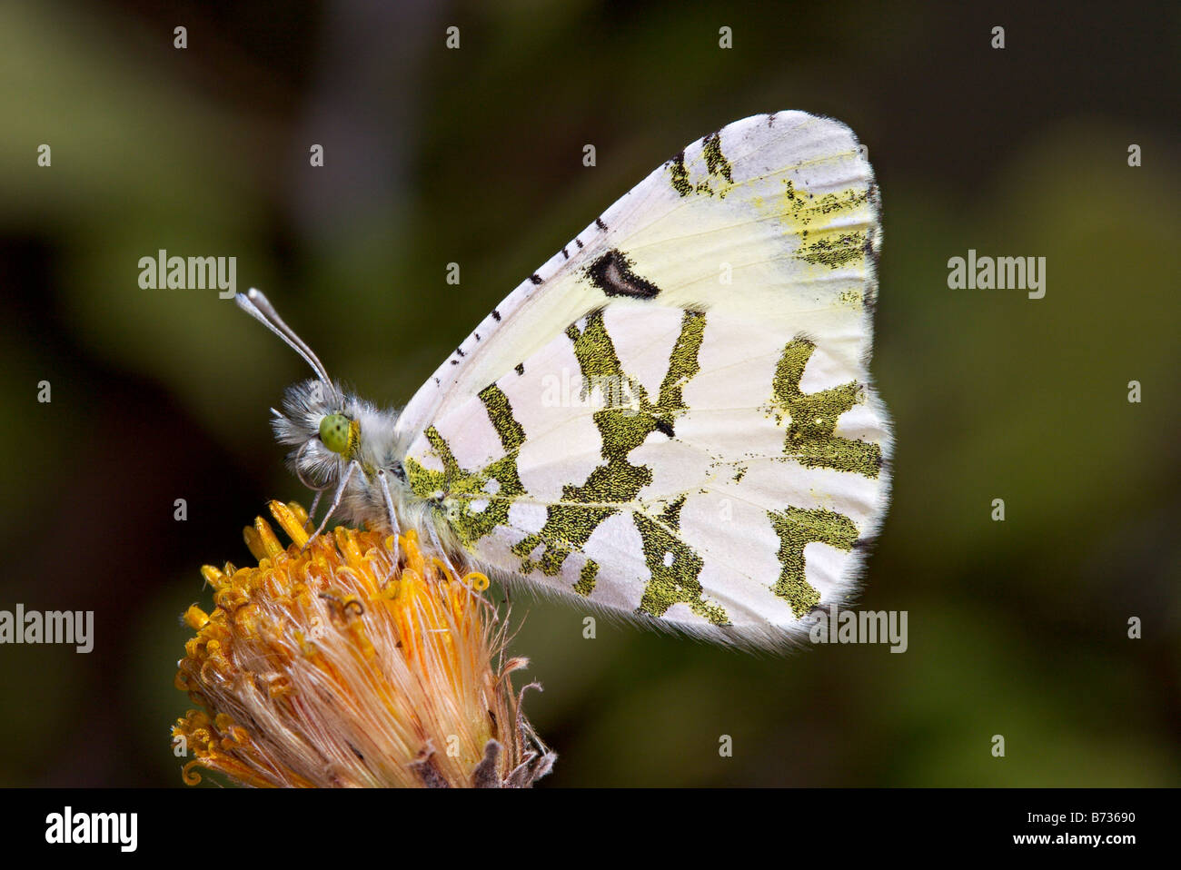 Sonoran Marble butterfly Euchloe guaymasensis Stock Photo