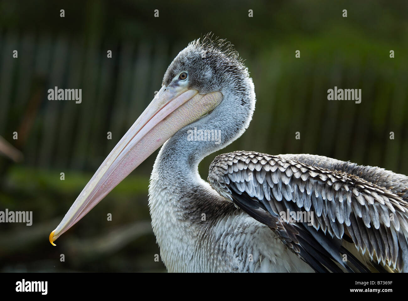 close up of a beautiful pelican Stock Photo
