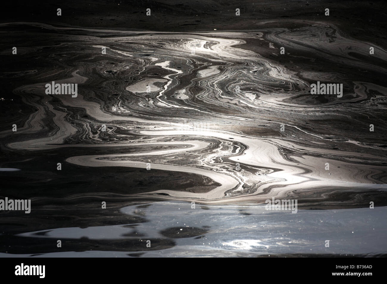 oil floating on water backlit by the sun in a harbour in county down ...