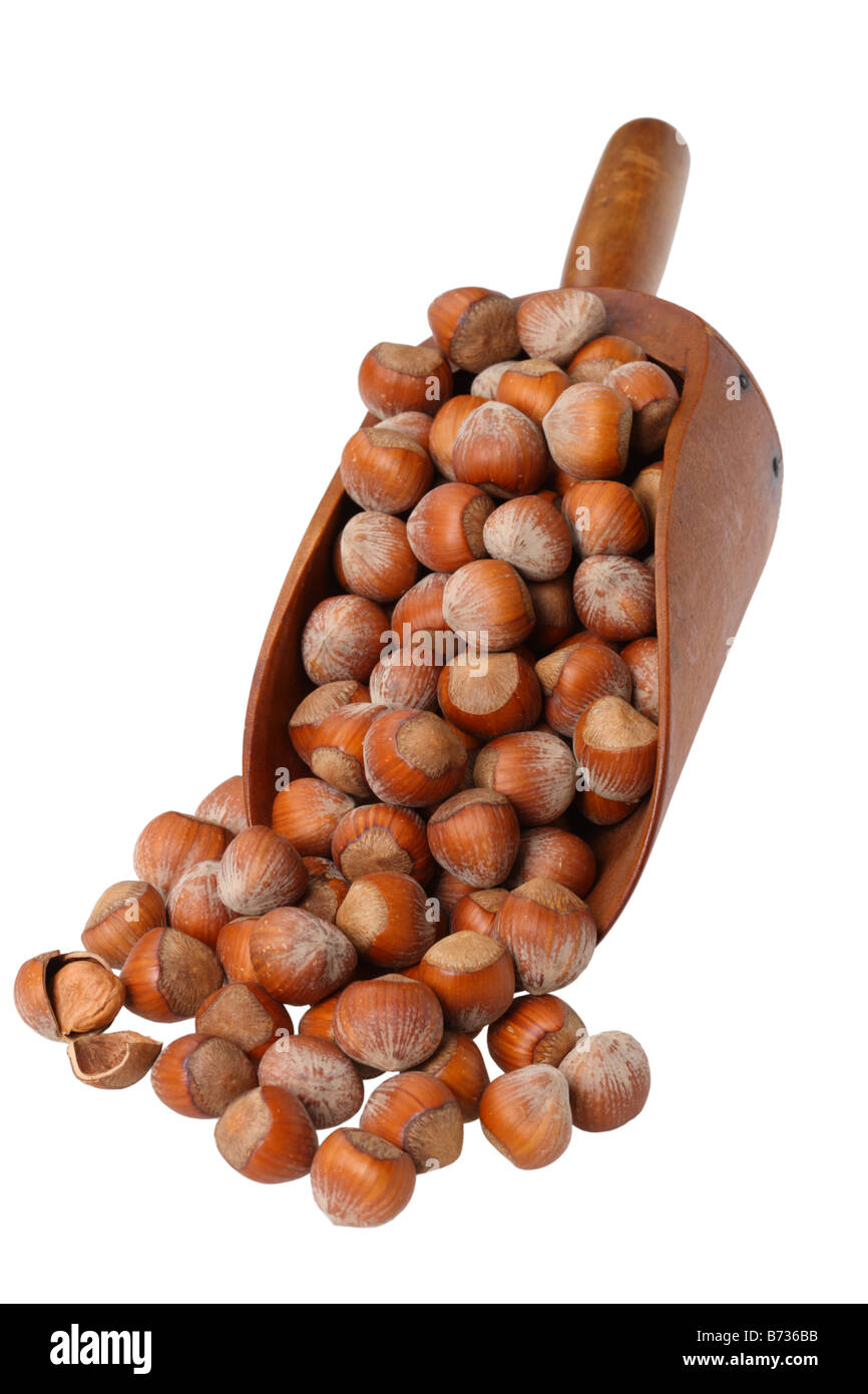 Wooden scoop of hazelnuts cut out on white background Stock Photo