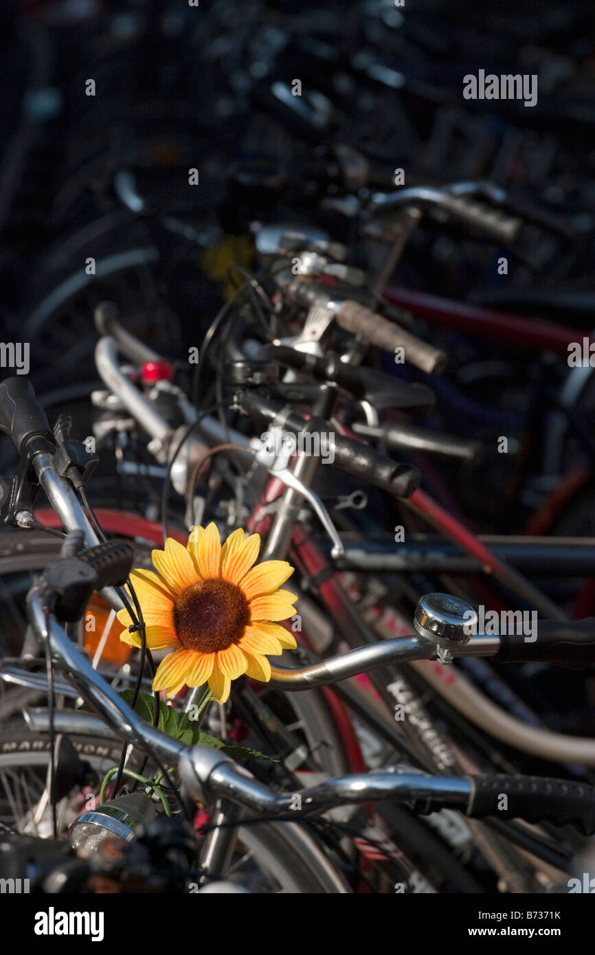 Bicycles parking space with sunflower on one of the bike Stock Photo