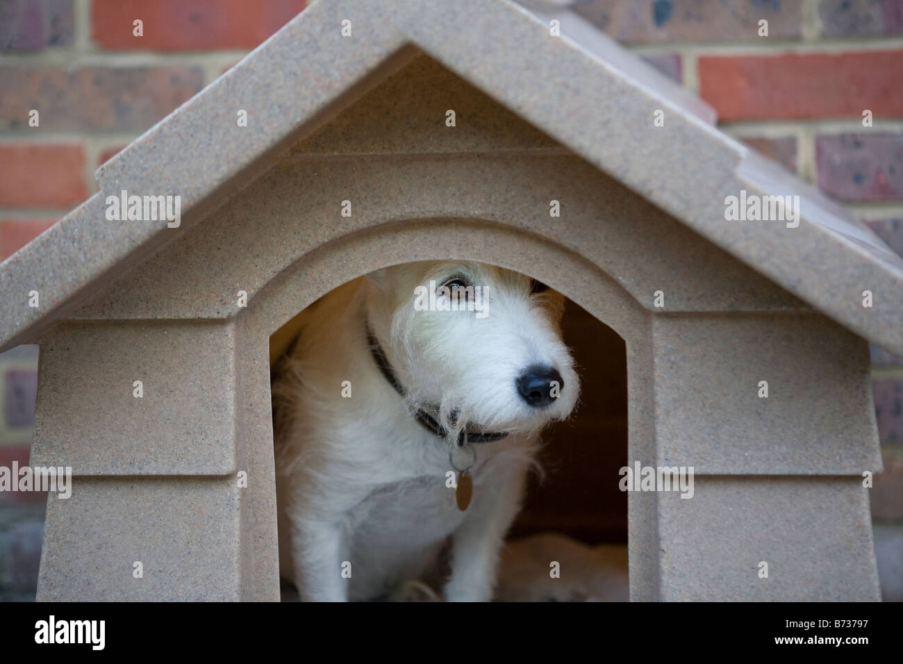 jack russell peering out of his kennel Stock Photo