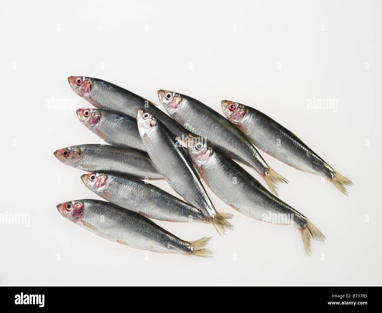 Sprats fish Stock Photo Alamy