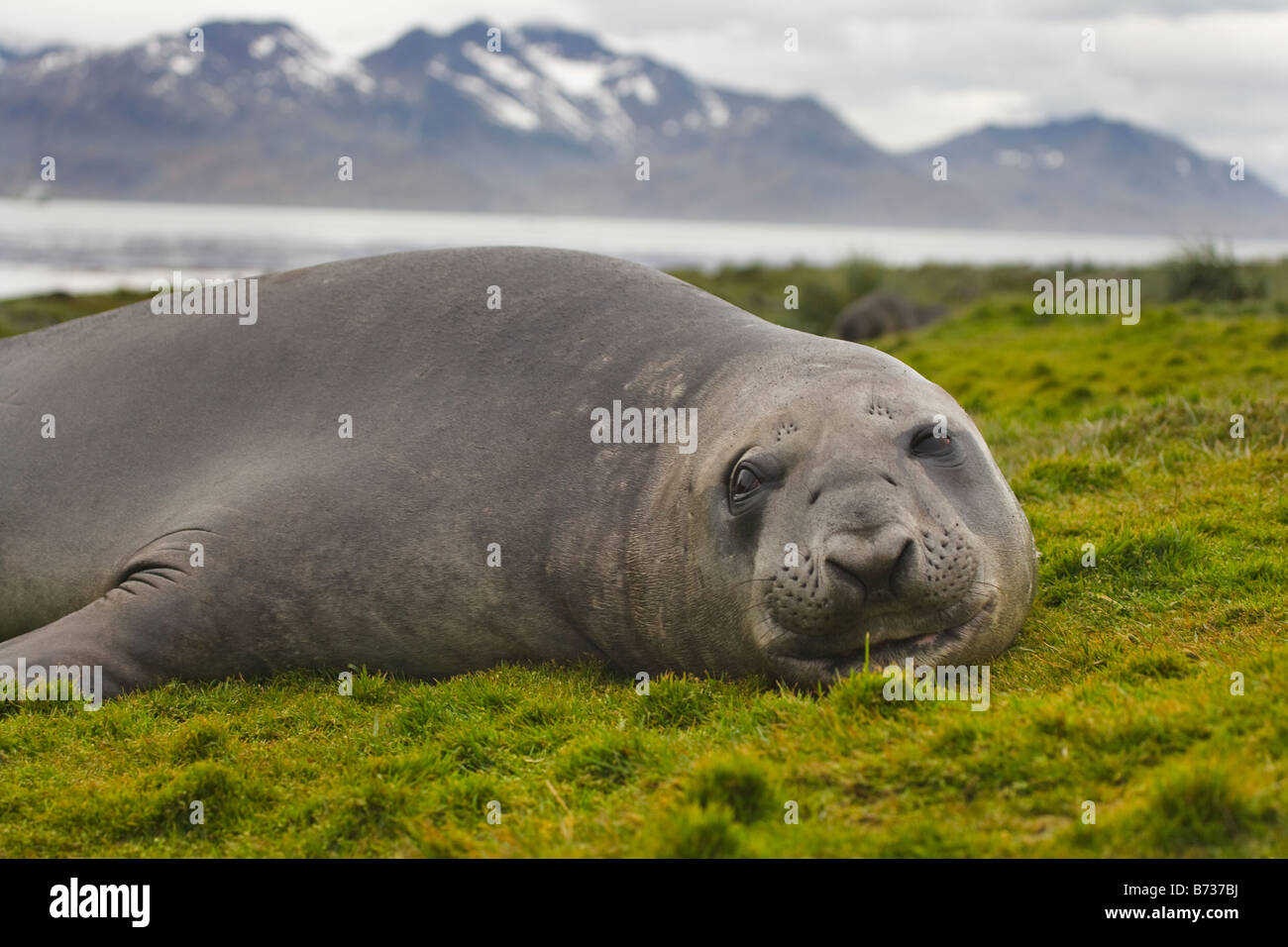 Elephant seal Mirounga leonina on the island Hercules Bay South Georgia Antarctica Stock Photo