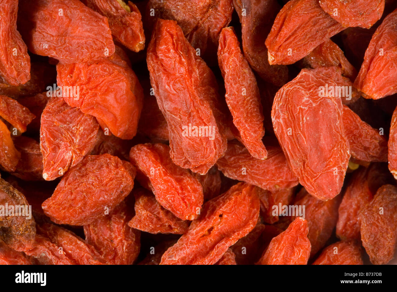 Tibetan Goji berry or Wolf berry Lycium chinense New superfruit with high levels of Vitamin C from Ningxia China Stock Photo
