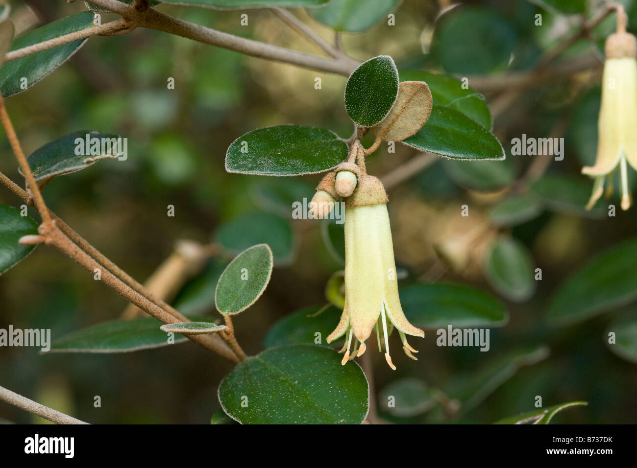 An australian shrub Correa backhousiana in Rutaceae family Australia Stock Photo