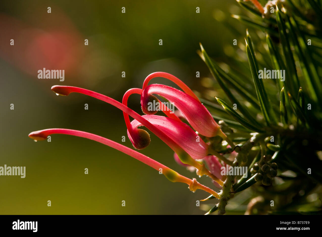 An australian shrub Grevillea pink pearl garden origin Australia Stock
