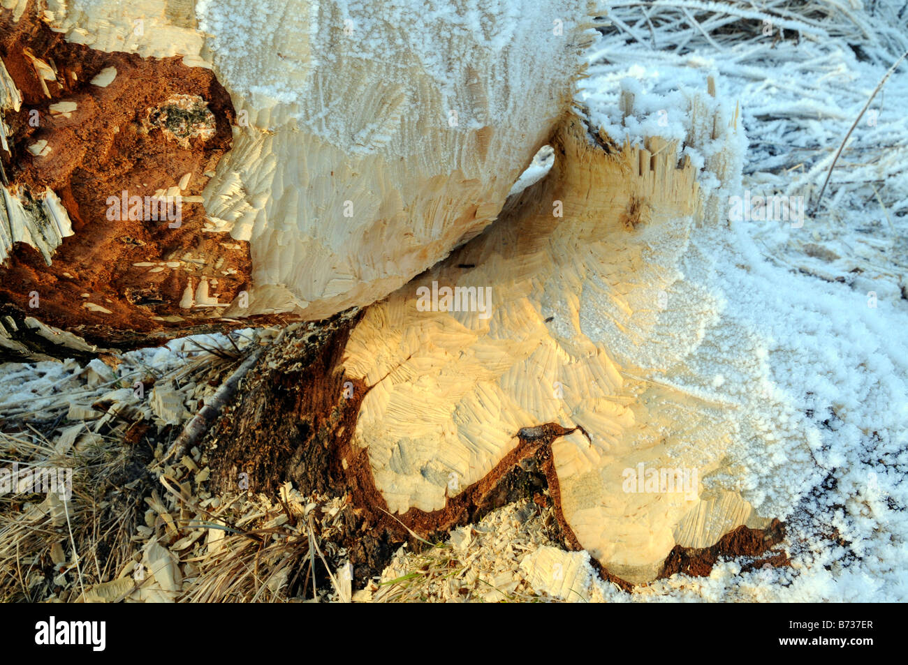 Tree trunk with gnaw marks felled by beaver on river Øyeren near Lillestrøm Norway Stock Photo