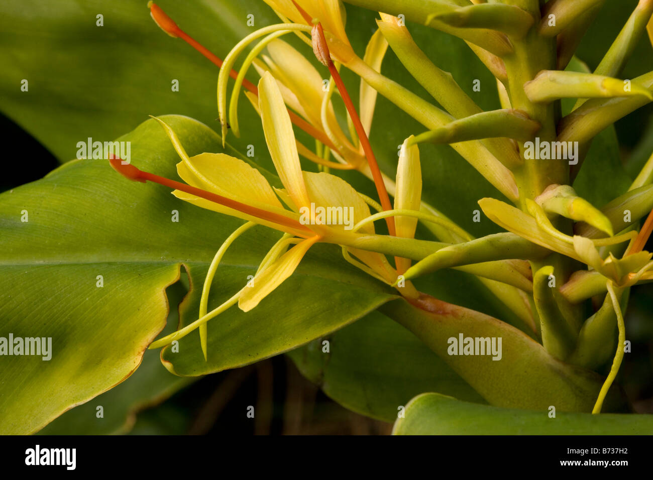 Kahili Ginger Or Ginger Lily Hedychium Gardnerianum From Eastern Himalayas Common Weed In Hawaii New Zealand And Elsewhere Stock Photo Alamy Kahili Ginger Or Ginger Lily Hedychium Gardnerianum From Eastern Himalayas Common Weed In Hawaii New Zealand And Elsewhere Stock Photo Alamy