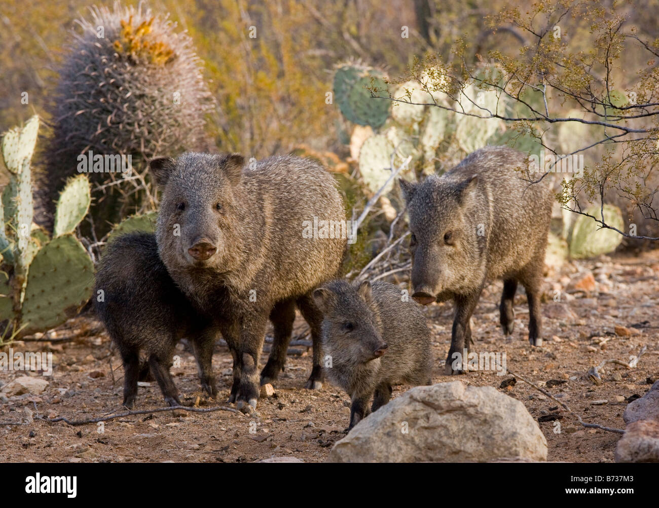 Javelina arizona hires stock photography and images Alamy