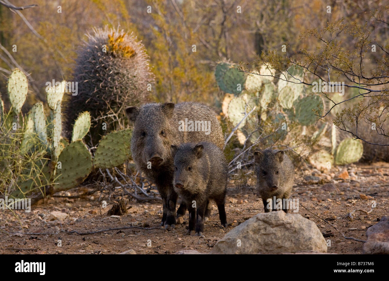 Family group collared peccaries tayassu hires stock photography and