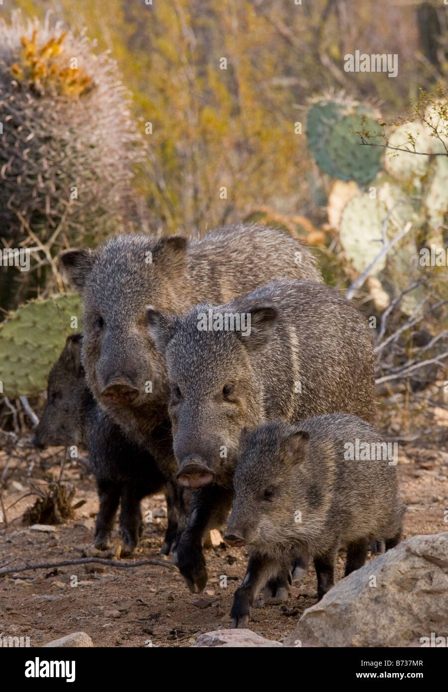 Family group of Collared Peccaries Tayassu tajacu also known as