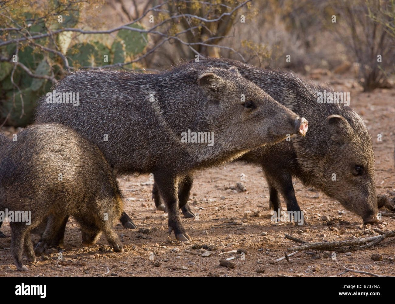 Peccary tusks hires stock photography and images Alamy