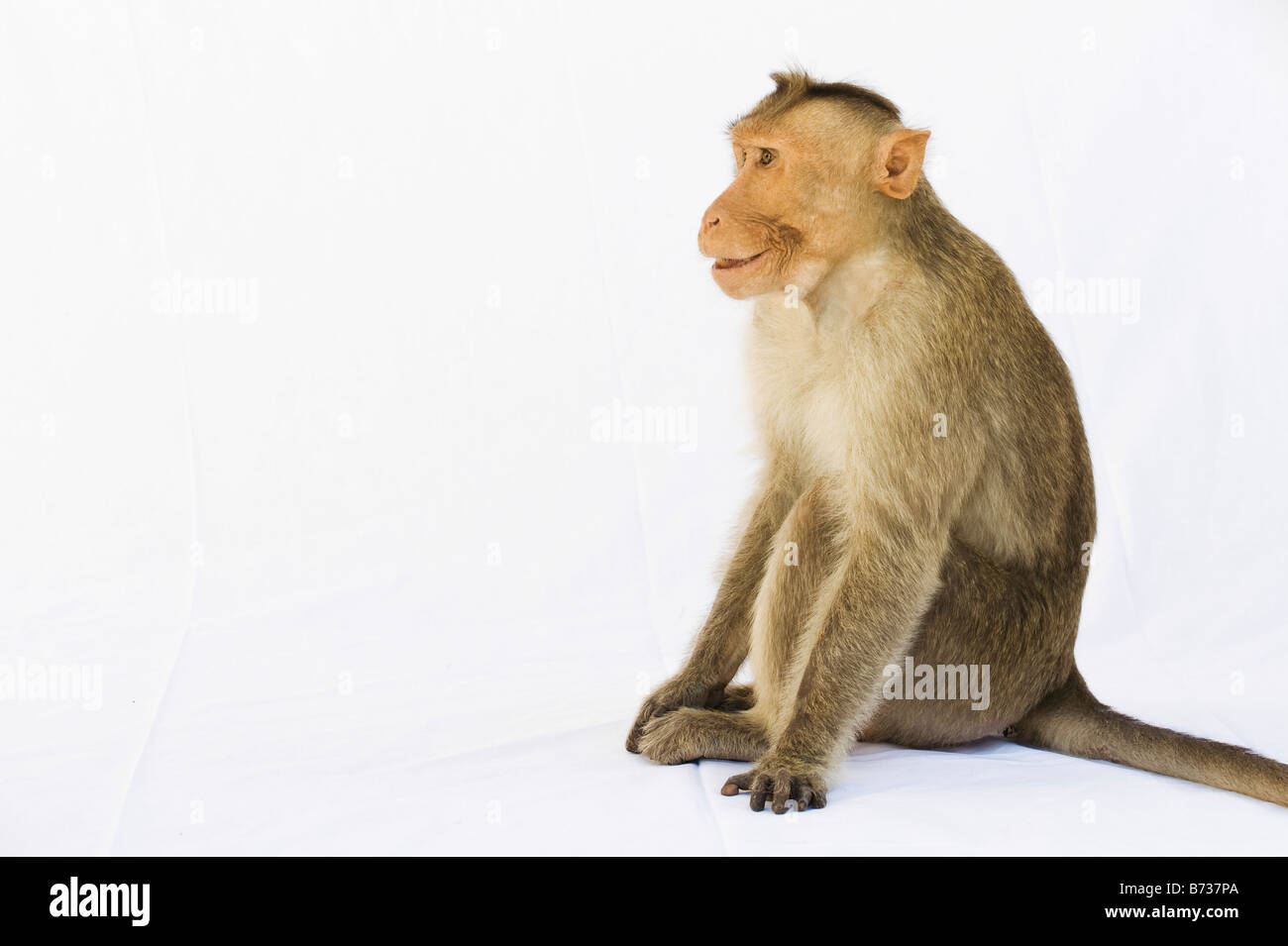 Macaca Radiata. Bonnet macaque monkey on white sheet. India Stock Photo