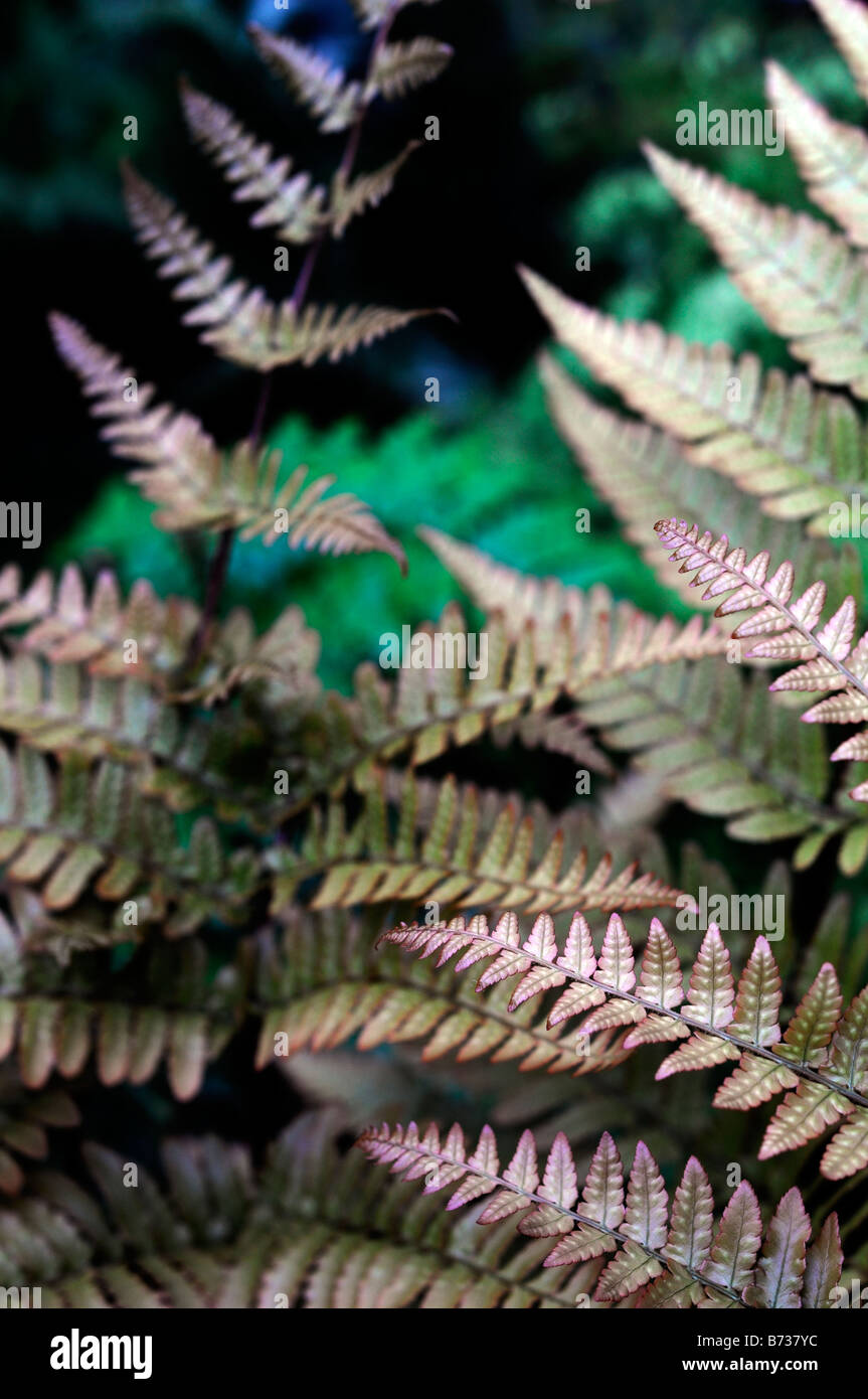 DRYOPTERIS ERYTHROSORA JAPANESE SHIELD FERN COPPER colour color evergreen Stock Photo