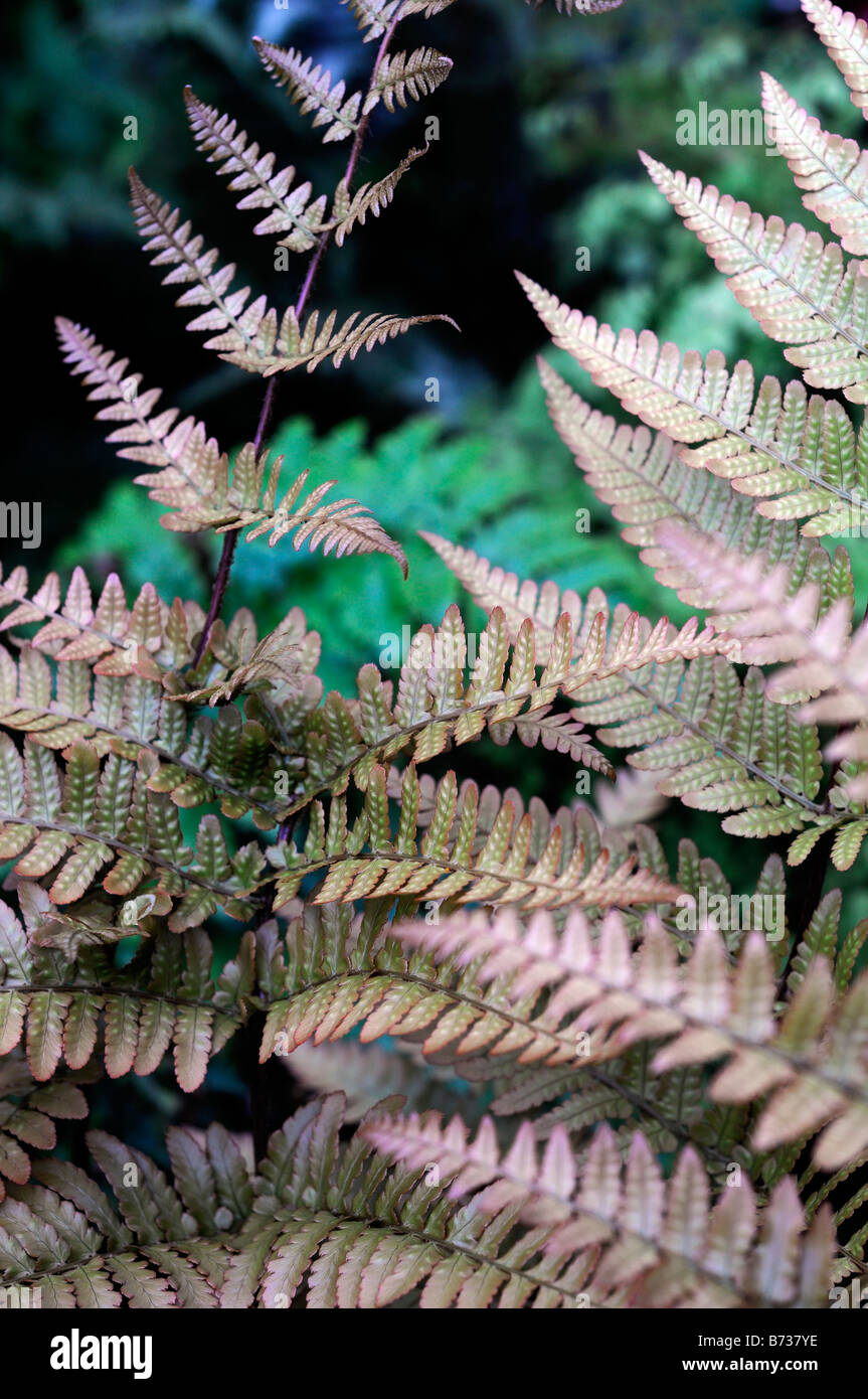 DRYOPTERIS ERYTHROSORA JAPANESE SHIELD FERN COPPER colour color evergreen Stock Photo