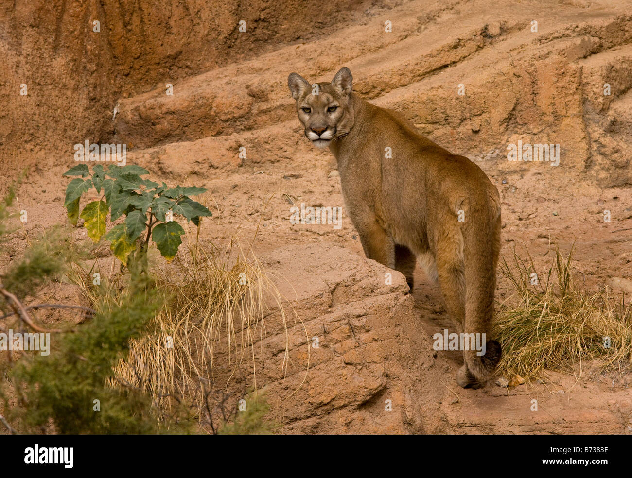Cougar Puma concolor also known as puma mountain lion or panther Arizona  Stock Photo - Alamy