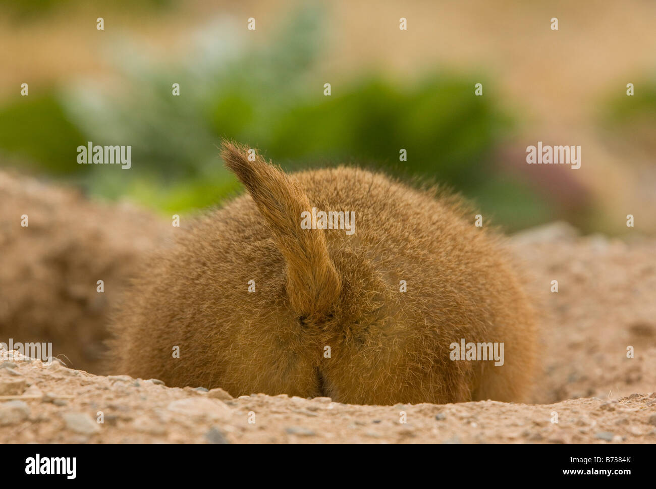 Black tailed Prairie Dog Cynomys ludovicianus from the great plains USA Stock Photo