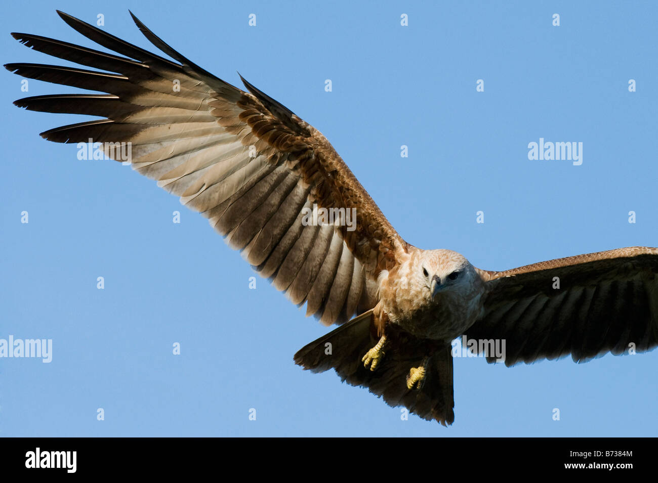 Haliastur indus. Juvenile Brahminy Kite flying against blue sky. Andhra Pradesh, India Stock Photo