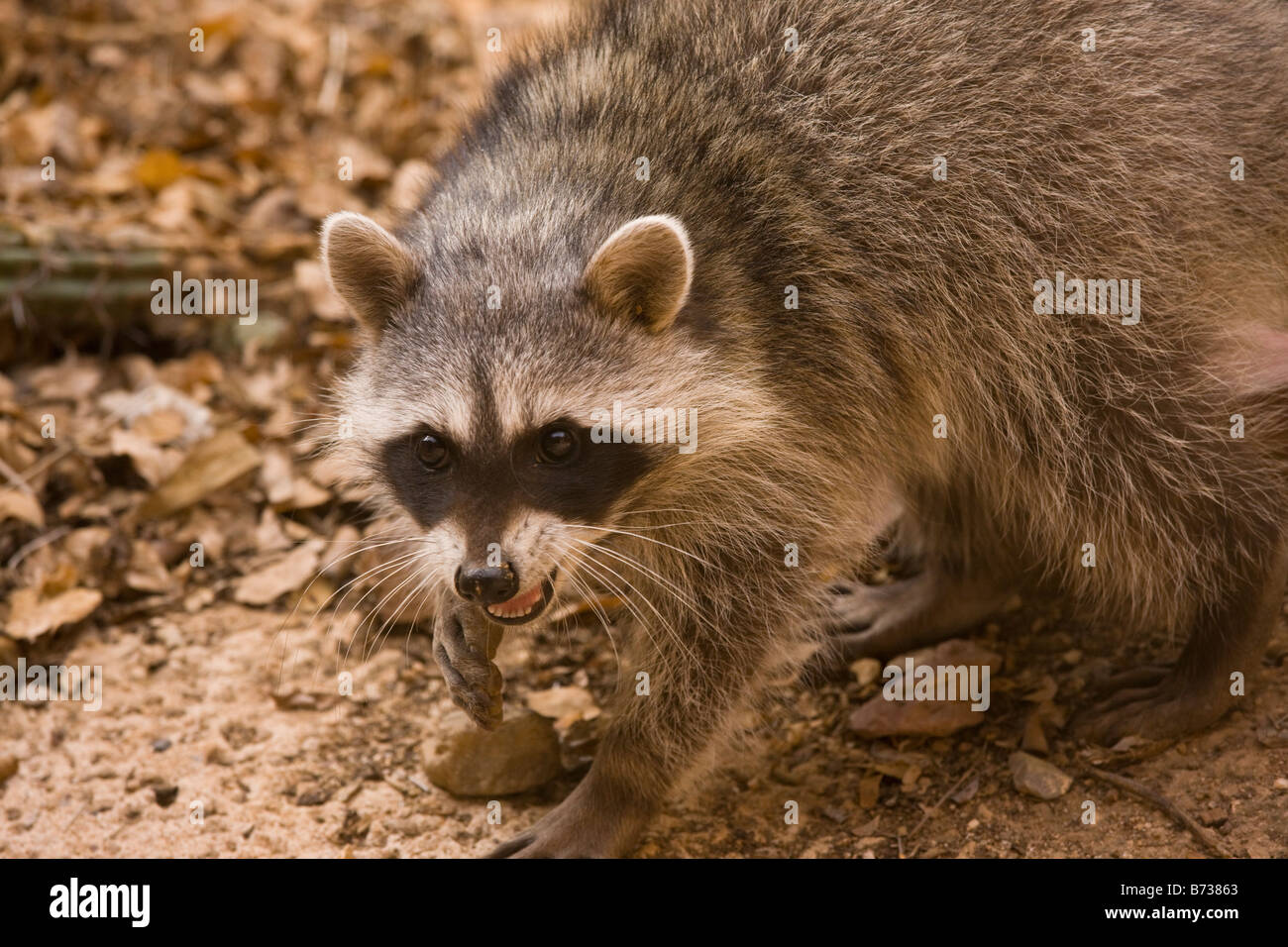 Raccoon or Racoon Procyon lotor Arizona Stock Photo