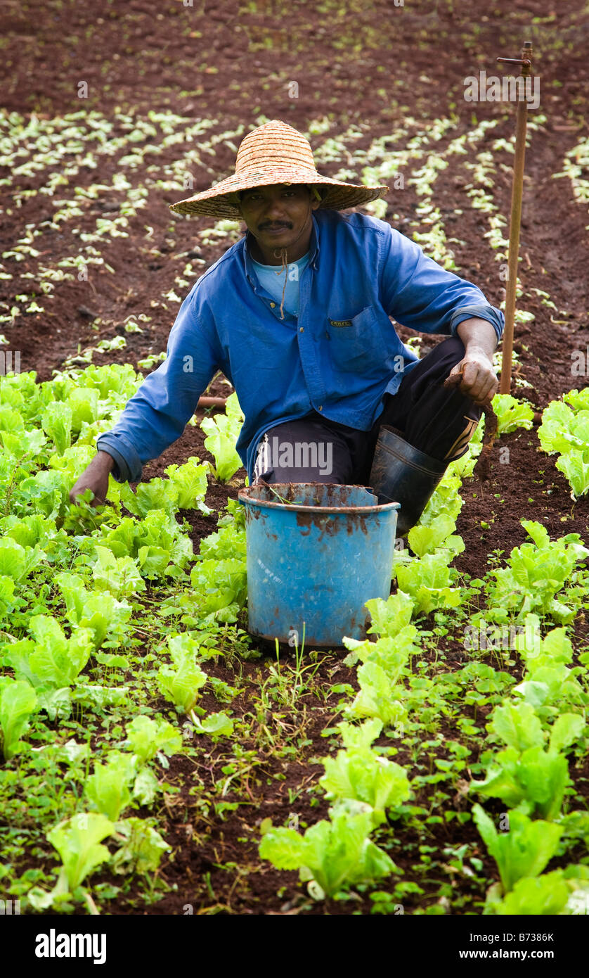 Man working on a farm harvesting lettuce Mauritius Stock Photo