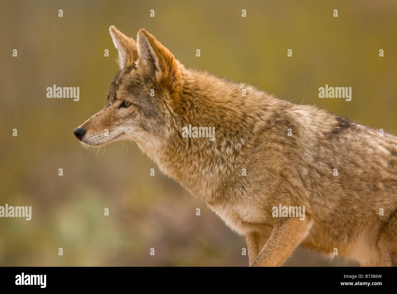 1,100+ Coyote Arizona Stock Photos, Pictures & Royalty-Free Images