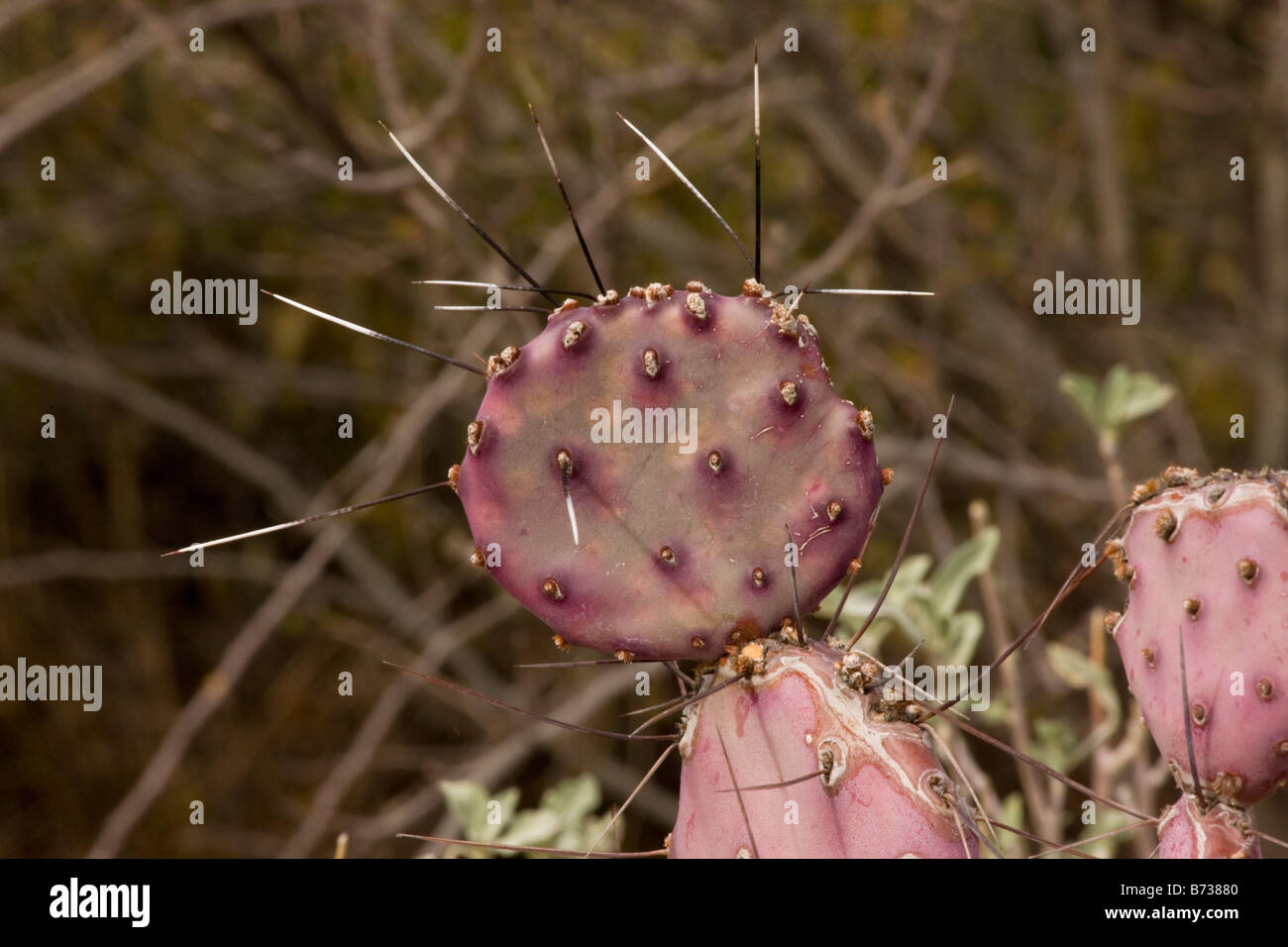 Long-spined Prickly pear Opuntia macrocentra a form of cactus Arizona Stock Photo