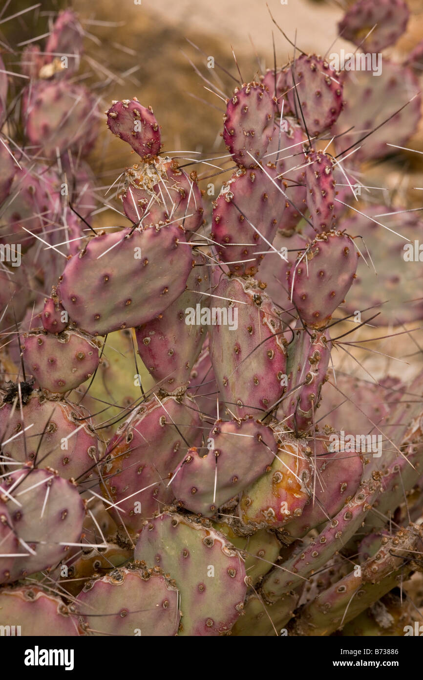 Long spined Prickly pear Opuntia macrocentra a form of cactus Arizona Stock Photo
