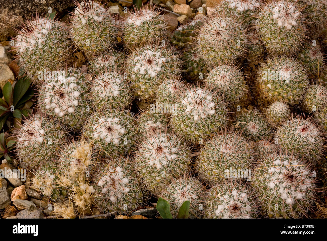 A desert cactus Mammillaria standleyi Sonoran desert Stock Photo