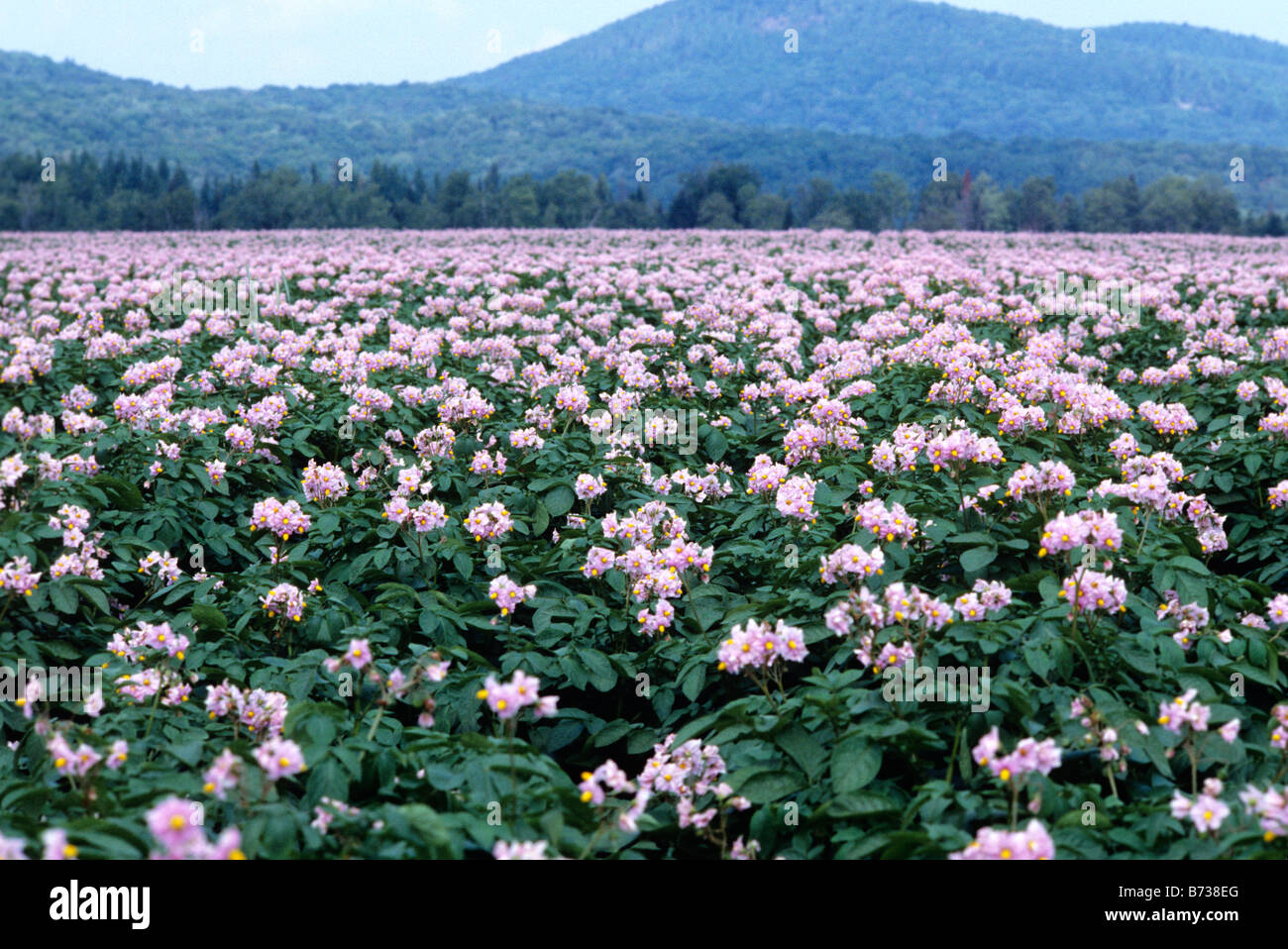 Field of potato flowers in Maine USA Stock Photo Alamy