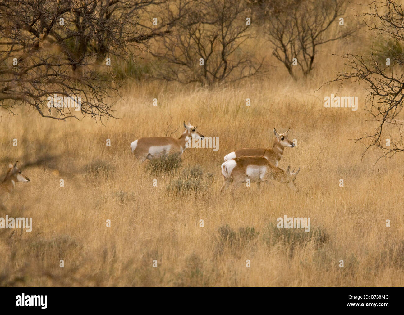 Pronghorn herd Antilocapra americana also known as pronghorn antelope or prong buck savannah grasslands of south east Arizona US Stock Photo