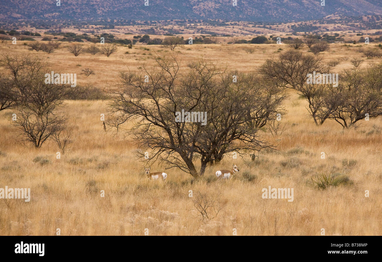 Antilocapra americana sonoriensis hires stock photography and images