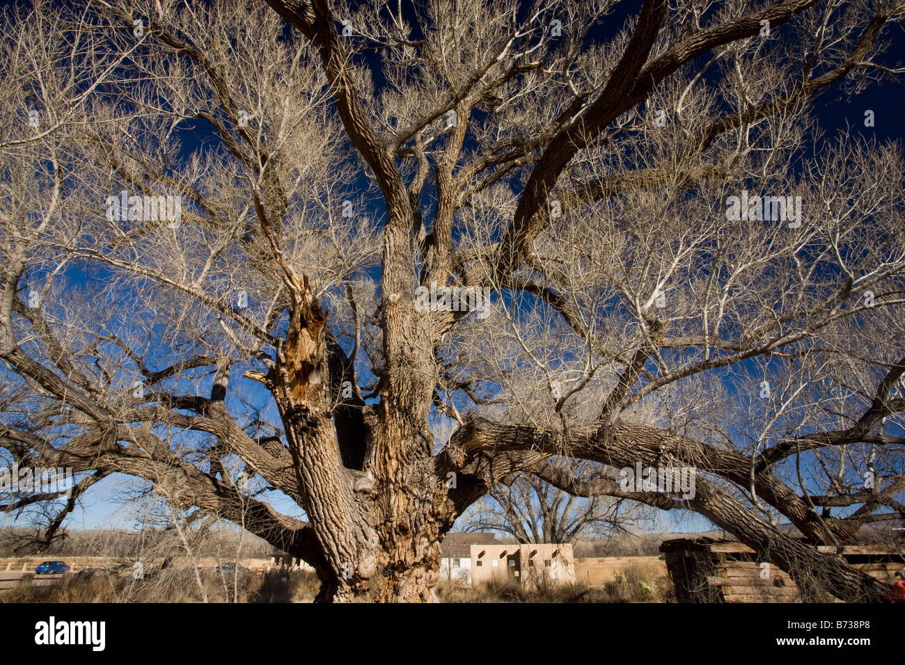 Cottonwood tree arizona hires stock photography and images Alamy
