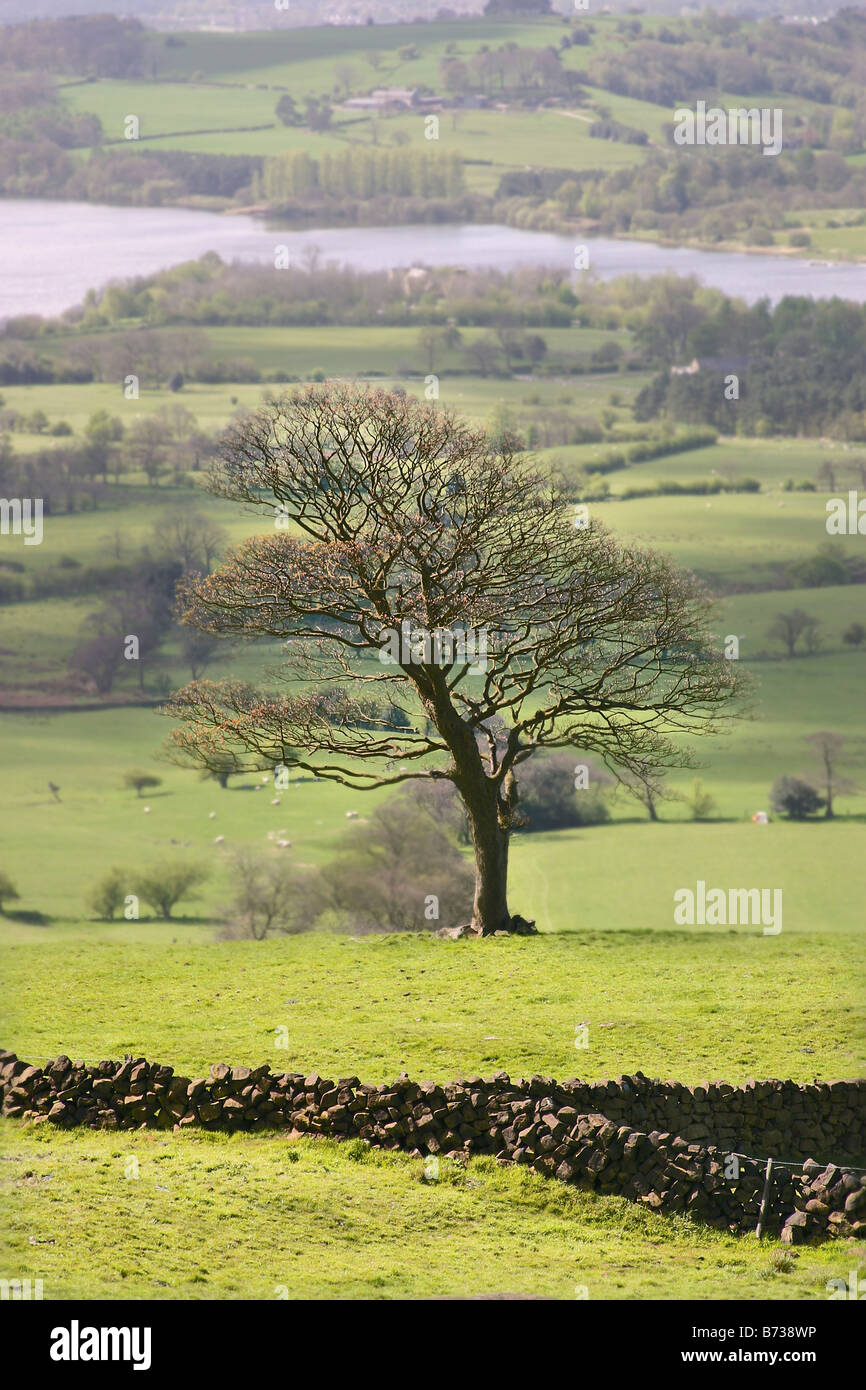 Tree in the Peak District Stock Photo