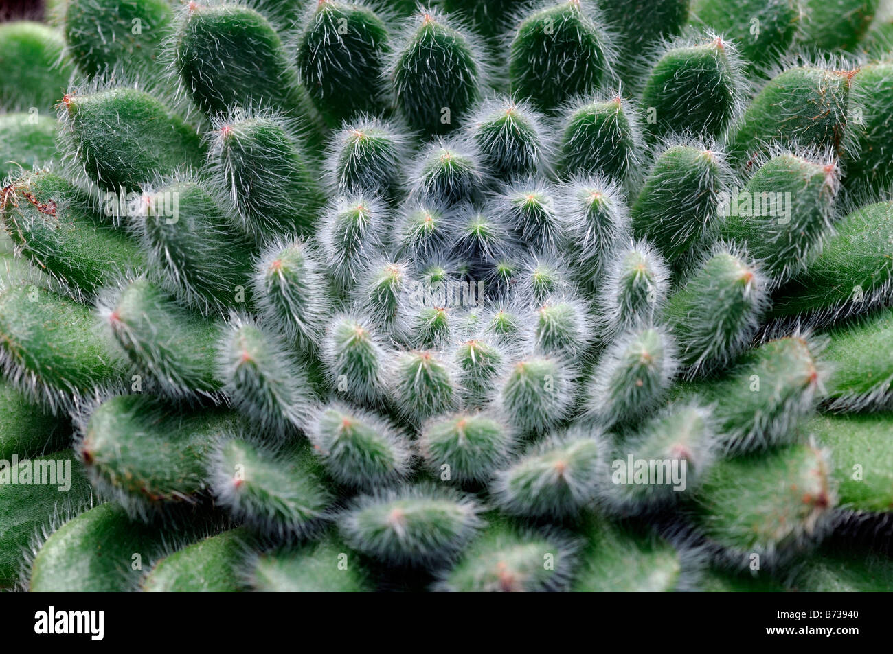 echeveria setosa (crassulaceae) plant detail succulent Stock Photo