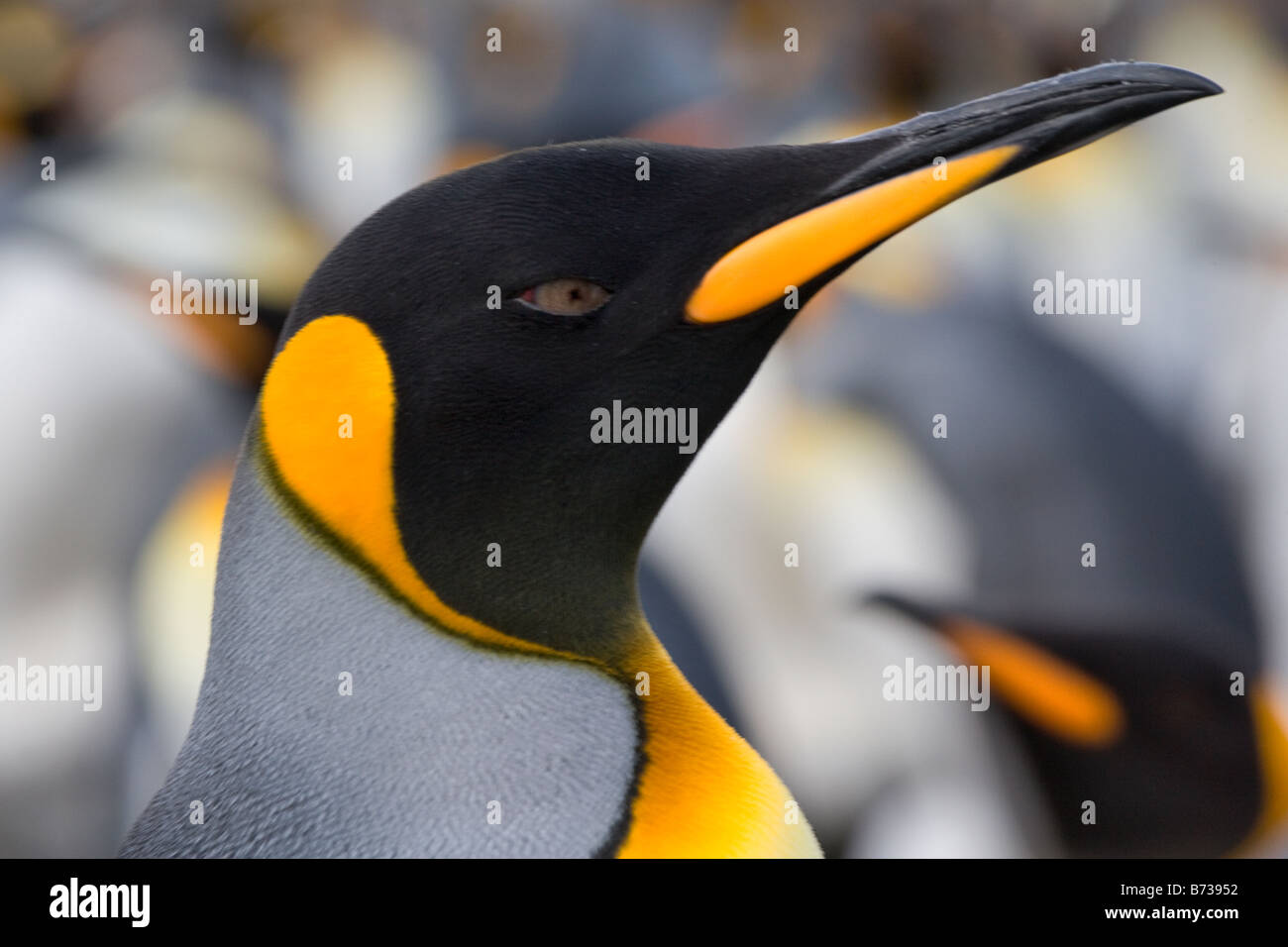 King Penguin (Aptenodytes patagonicus) Gold Harbor South Georgia ...