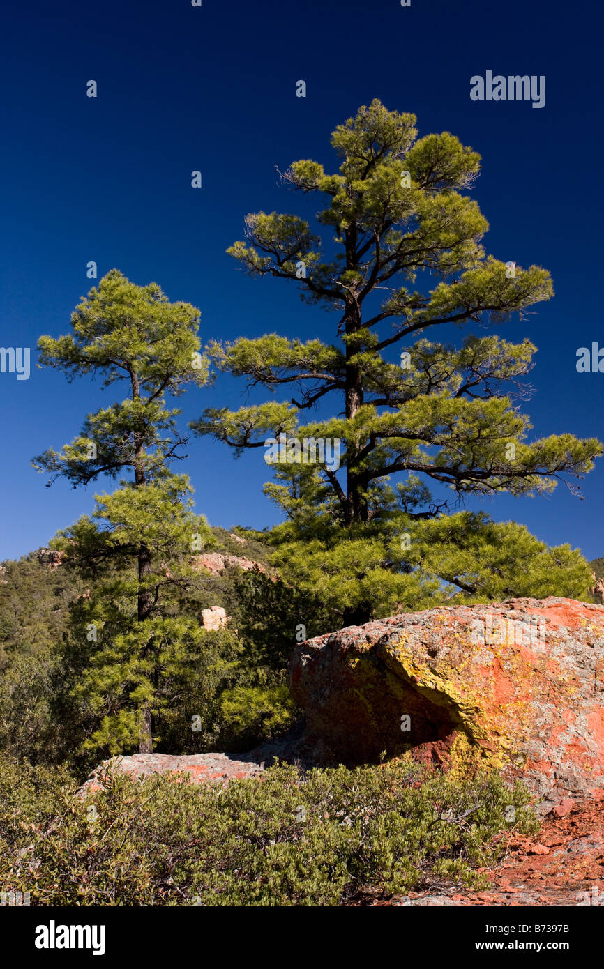 The Chihuahua Pine Pinus leiophylla var chihuahuana with red volcanic rock South Creek Canyon Arizona Stock Photo