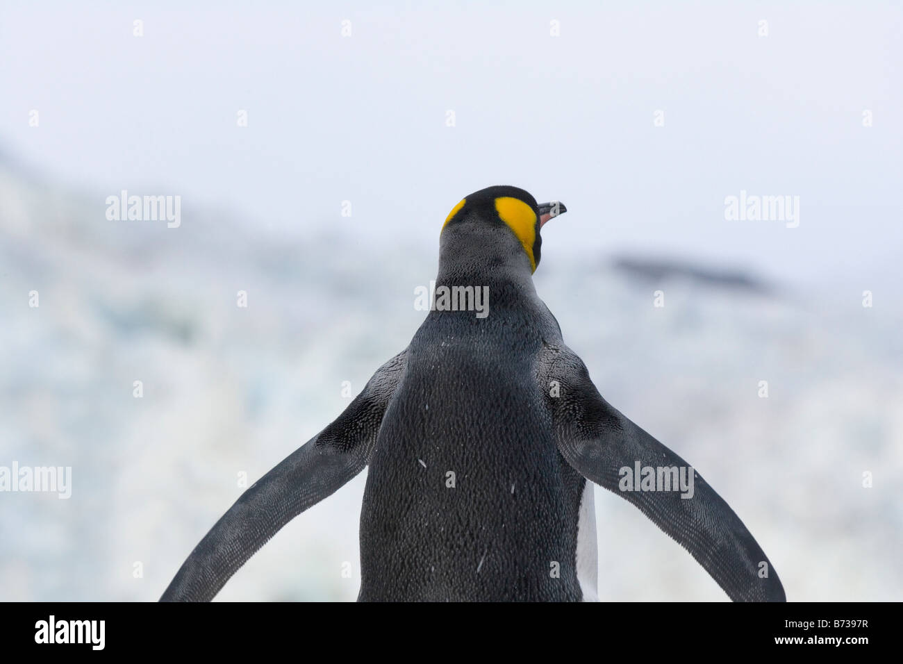 King Penguin (Aptenodytes patagonicus) Gold Harbor South Georgia ...