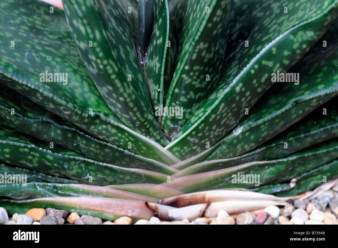 Gasteria obtusifolia aloaceae aloe plant detail succulent Stock Photo