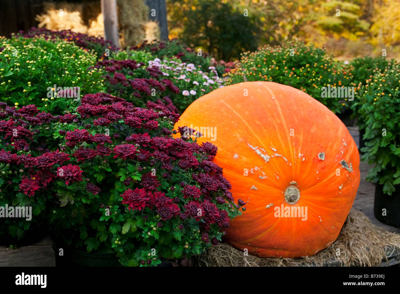 Chrysanthemums and a large pumpkin Stock Photo - Alamy