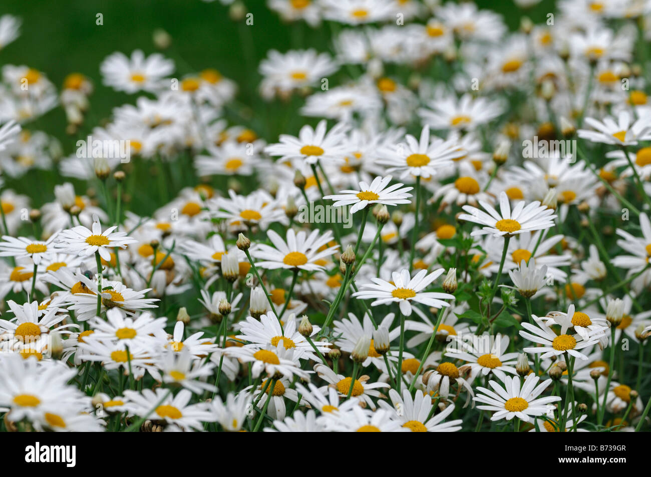 Oxeye daisies daisy Leucanthemum vulgare carpet bloom blooming ...