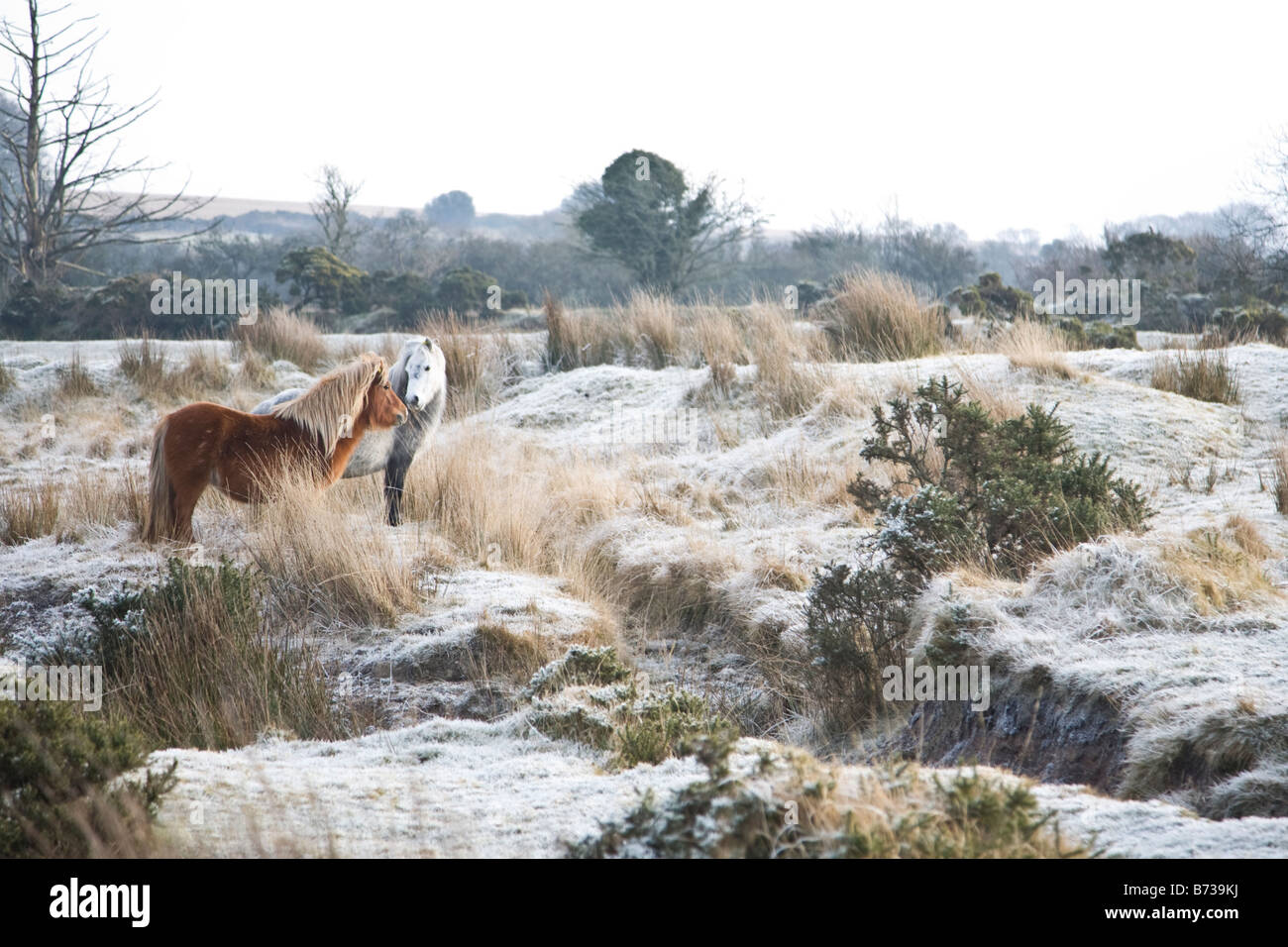 Dartmoor ponies in winter Stock Photo Alamy