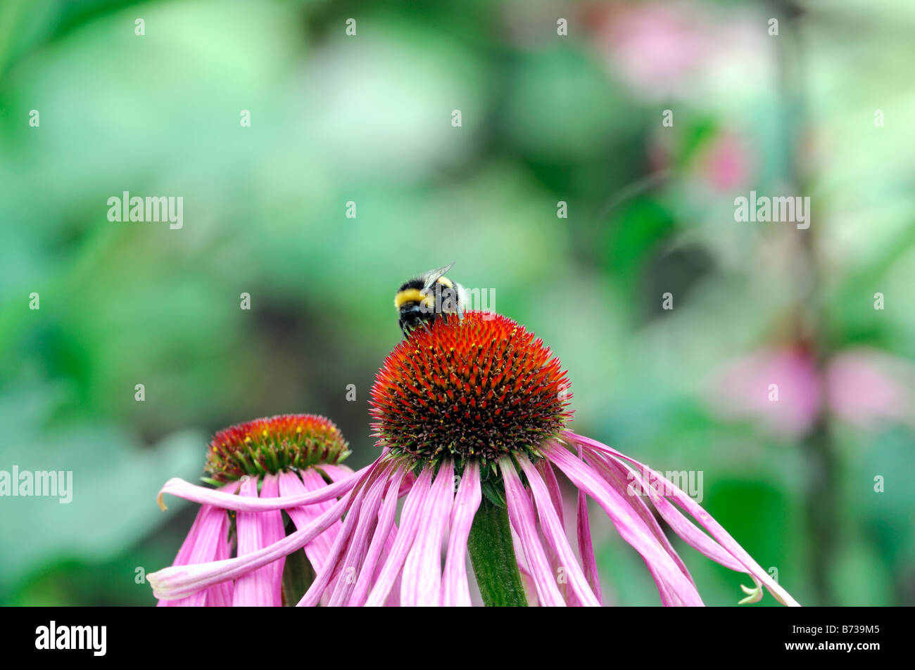Echinacea pallida Pale Purple Coneflower honey bee feeding feed collect collecting nectar pollinating pollen Stock Photo