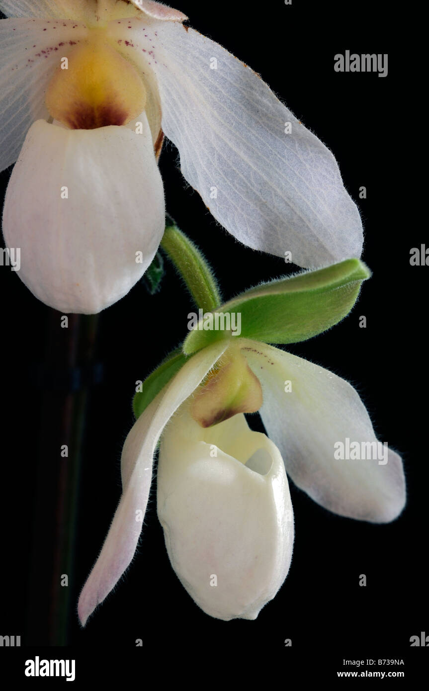 paphiopedilum delenatii white slipper orchid flowers bloom blooming flowering against a black background backdrop Stock Photo